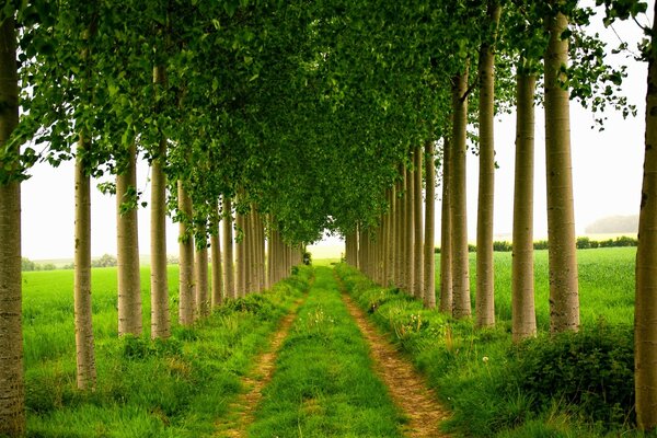 Strada verde tra gli alberi