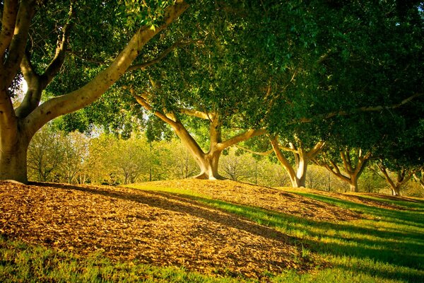 पार्क गली पर सूरज