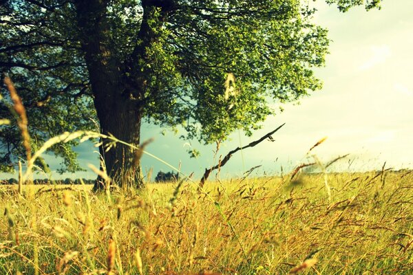 Landscape. A tree in the open air. Grass