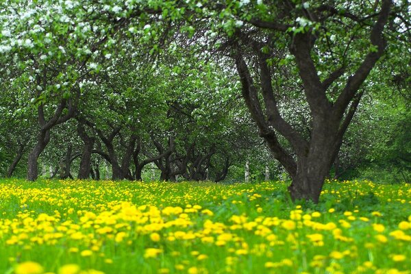 Pissenlits jaunes et herbes légèrement salées