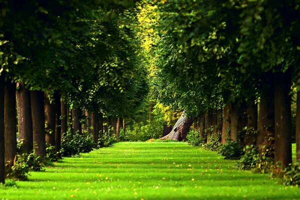 Grünes Gras im Park an der Allee