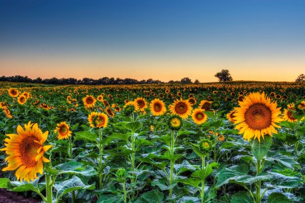 Endless field of golden sunflowers