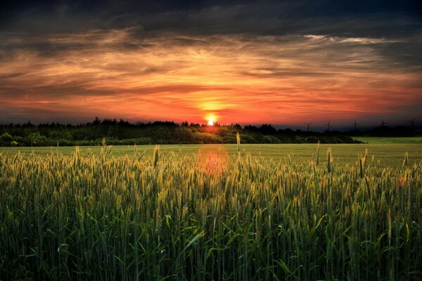 Warmer Sonnenuntergang auf Weizenfeldern