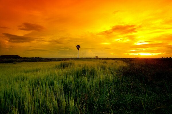 Paysage. Longue herbe. Aube sur le terrain