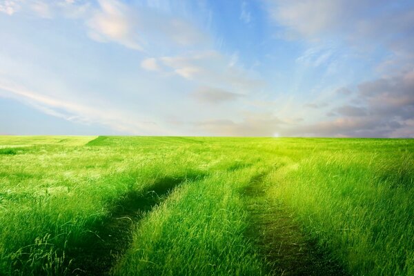 Bellissimo paesaggio. Erba verde chiaro. Cielo sereno