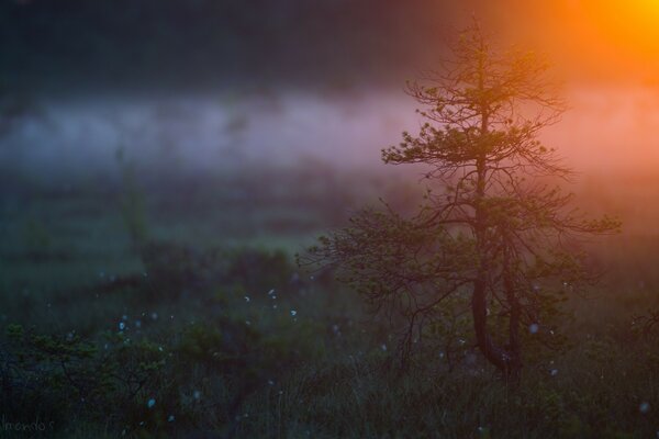 Ein einsamer Baum steht im Nebel