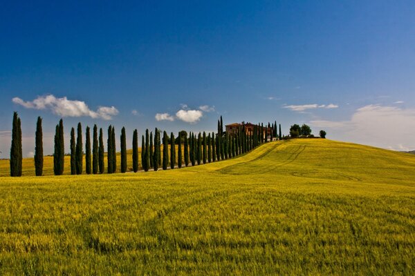 Landscape of a mown field and a forest belt