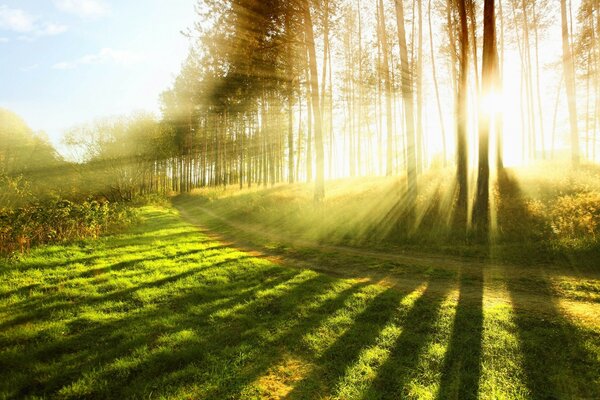 Les rayons du soleil à travers les arbres