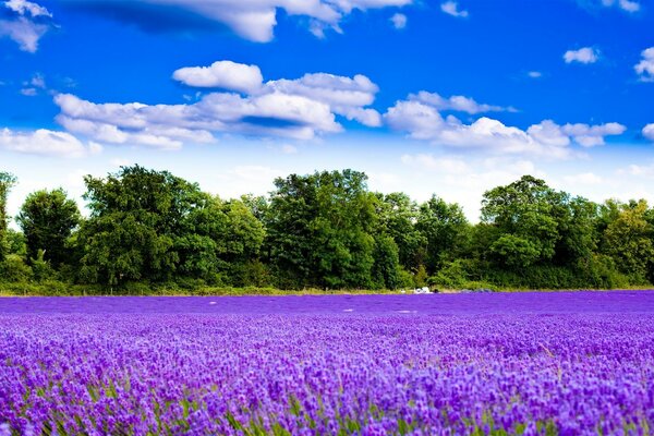 Eine Million feldviolette Blüten