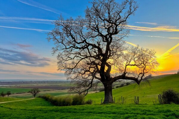 Silhouette of a tree against the sunset