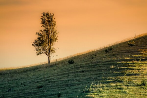 Landschaft. Sonnenuntergang in der Natur. Der Baum