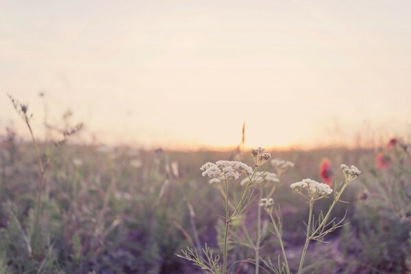 Flores silvestres diferentes ao amanhecer