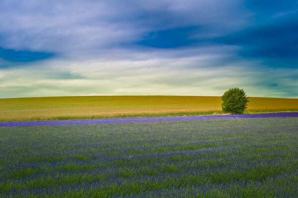 Lavender field and lavender sky