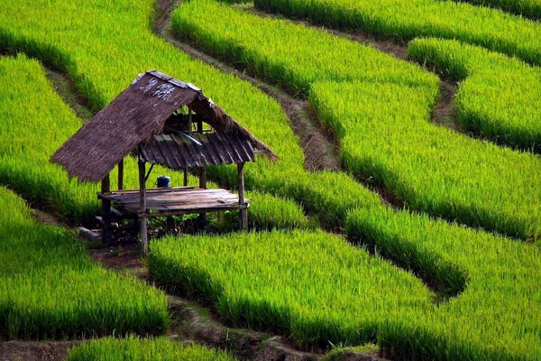 A small gazebo near the green grass