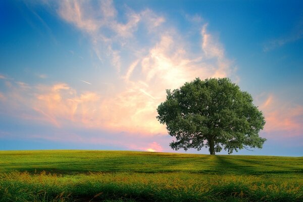 Beautiful landscape. Beautiful sky. Tree. Grass