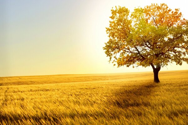 Landscape tree under the sun in nature