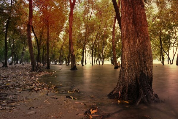 Orden en el bosque a través de los árboles