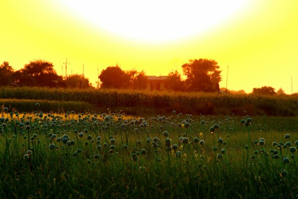 Campo Russo ai raggi dell alba