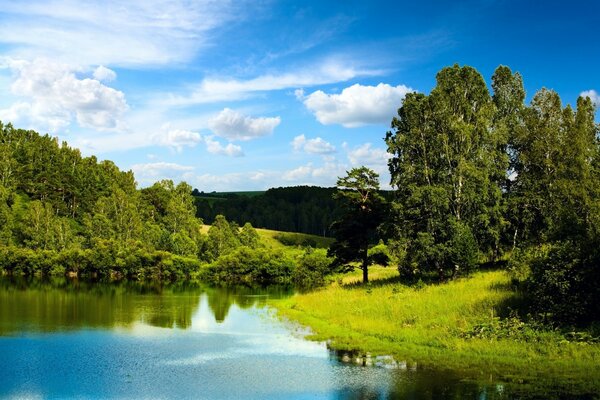 Grüner Wald mit blauem Fluss