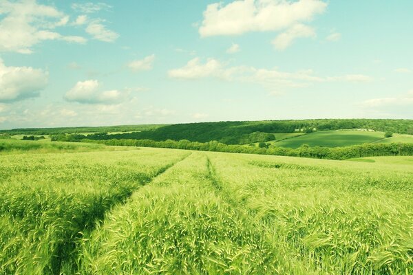 The rural field is sown with juicy grass