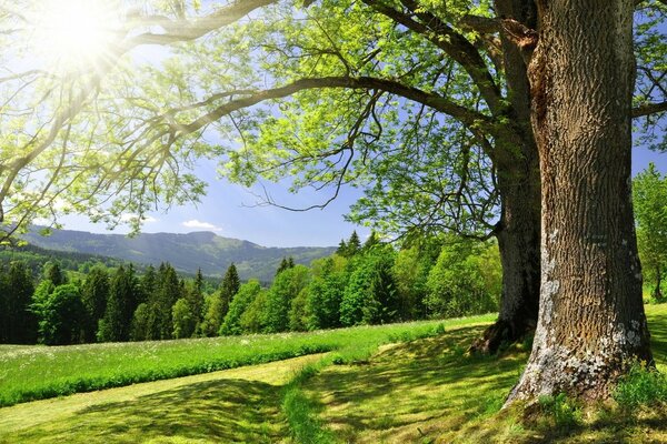 Morgenlandschaft mit Baum