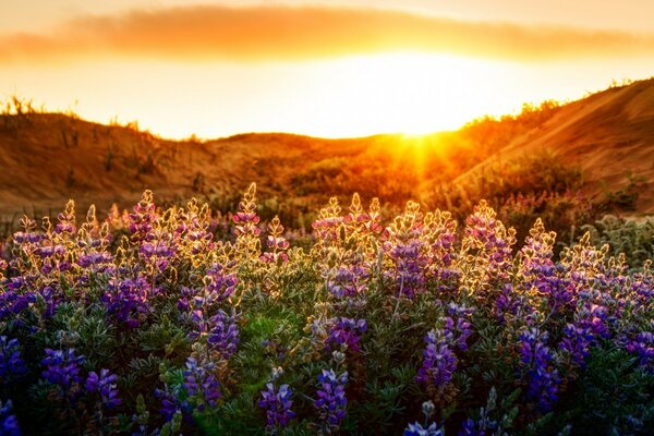 Puesta de sol en un campo de flores púrpuras