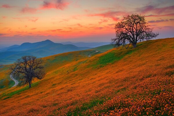 Beautiful slope with orange grass