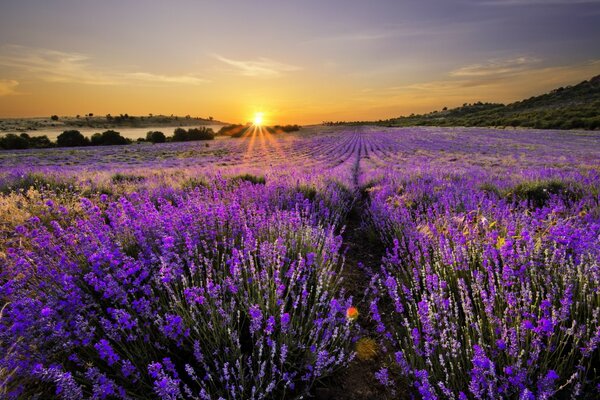 Amanecer en el campo de la lavanda