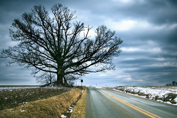 Bela paisagem. Uma árvore escura. Natureza