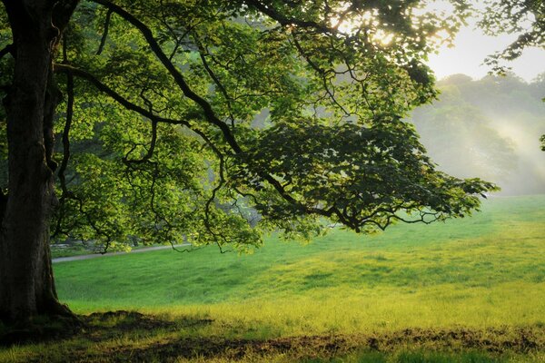 A mighty oak stands alone in the middle of the field