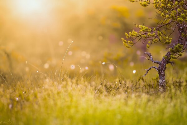 Grass covered with sun rays