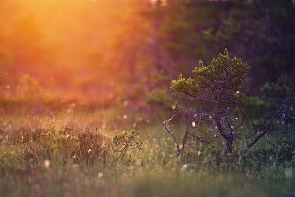 Landscape morning flower and herbs