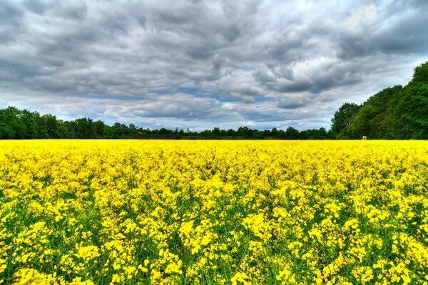 Landscape of agriculture :field, harvest, farm