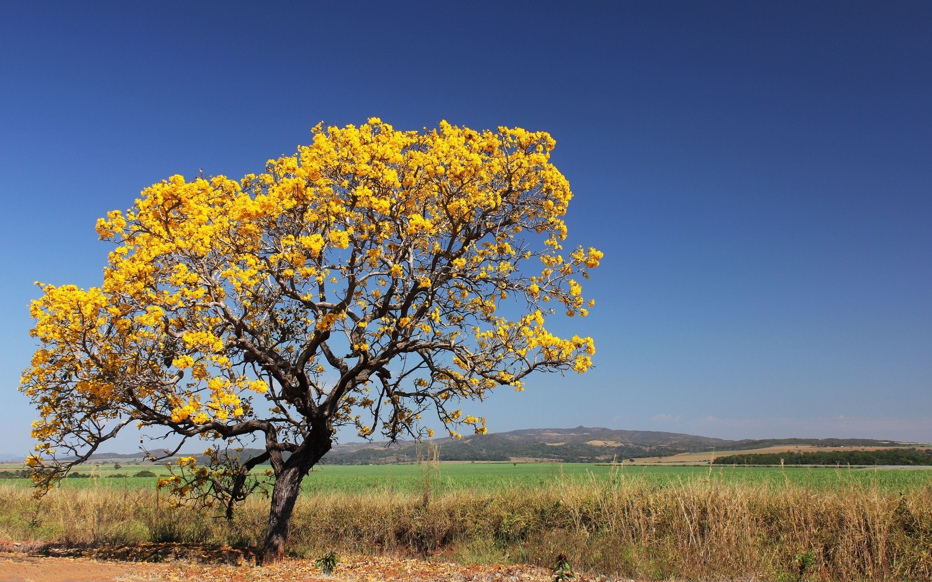 américa árbol paisaje naturaleza temporada flora cielo al aire libre hoja campo medio ambiente rural hierba rama brillante campo color escena otoño madera