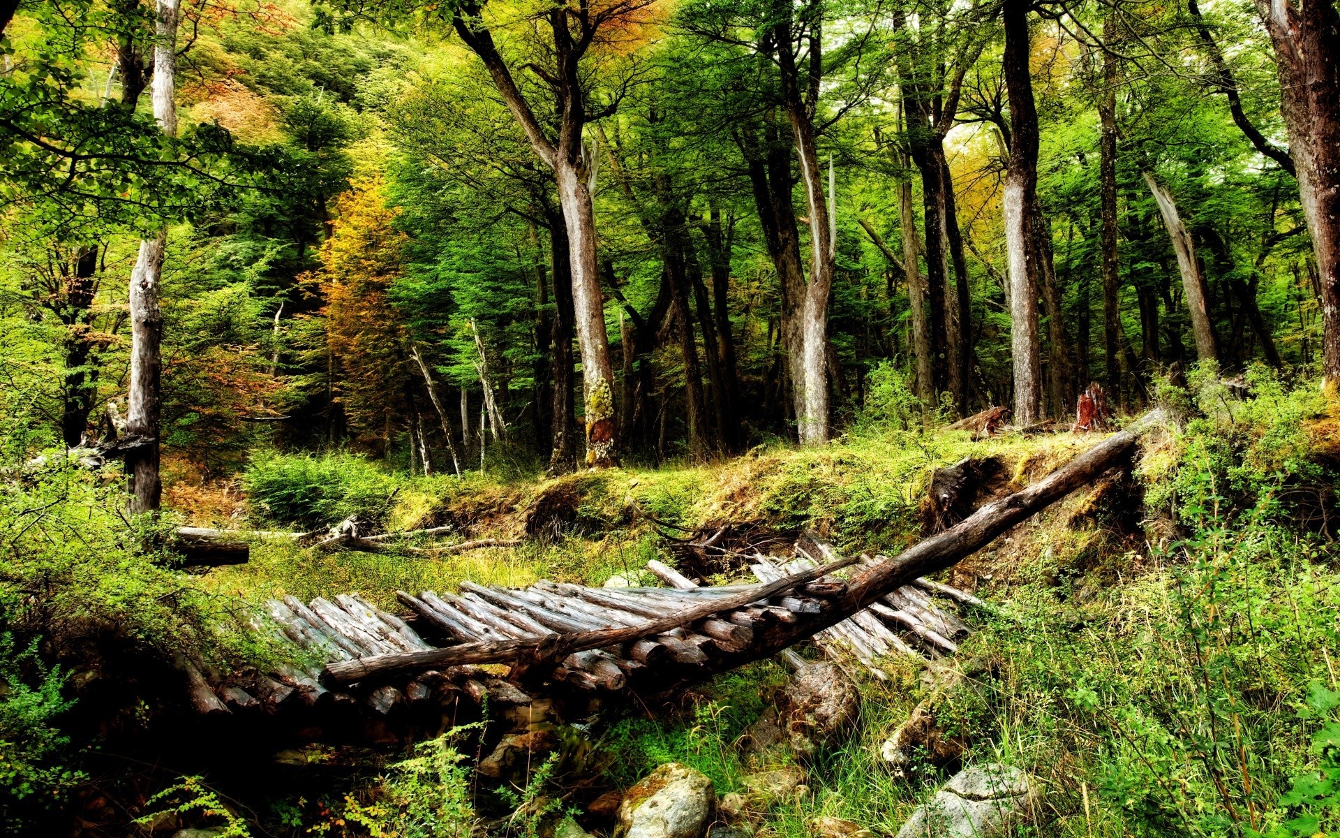 amérique bois nature paysage arbre feuille à l extérieur environnement été flore voyage eau scénique parc sauvage rivière guide rural herbe paysage