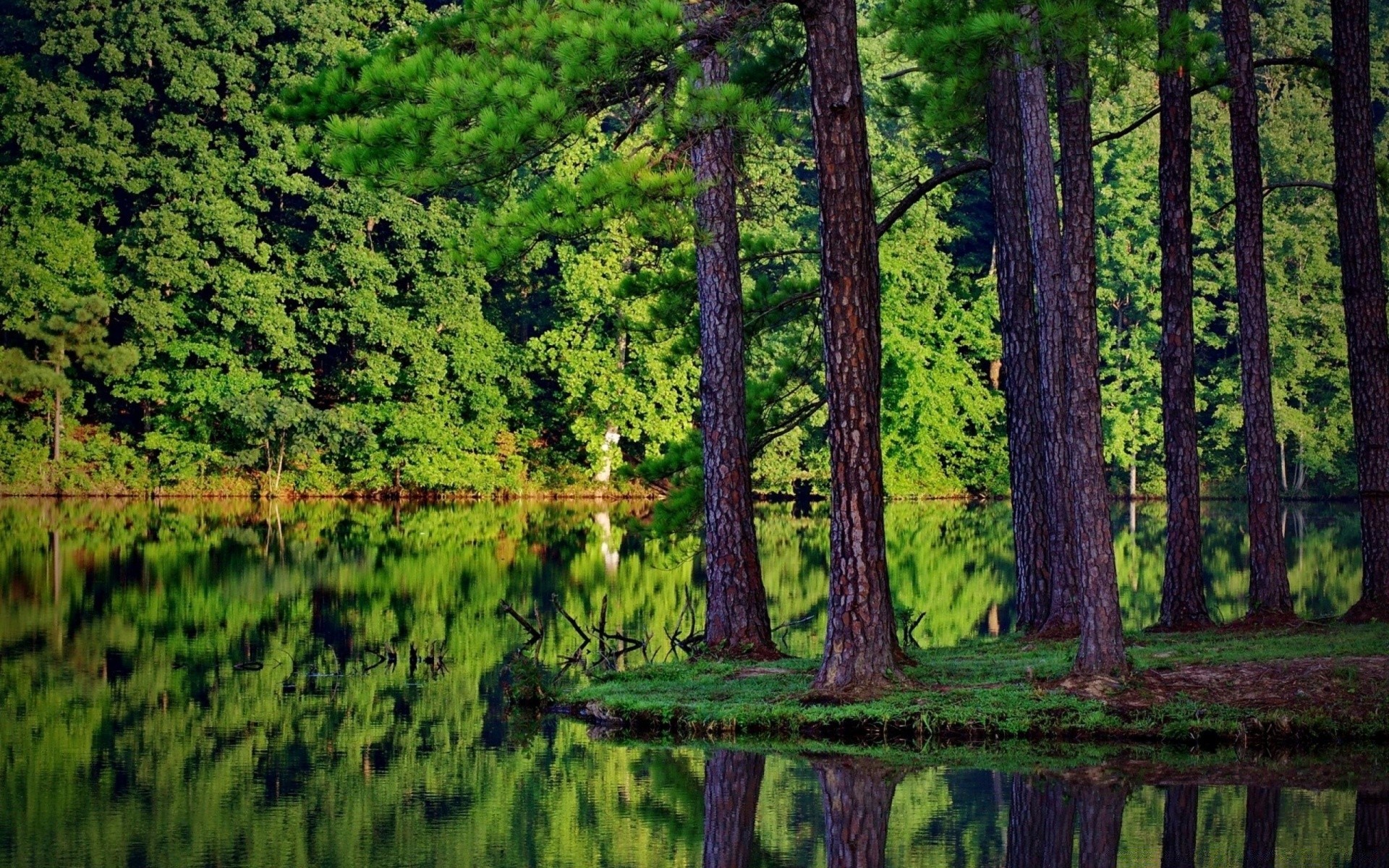 ameryka drewno drzewo natura krajobraz na zewnątrz iglaste sceniczny woda evergreen lato liść środowisko sosna światło dzienne świt trawa park podróż dobra pogoda