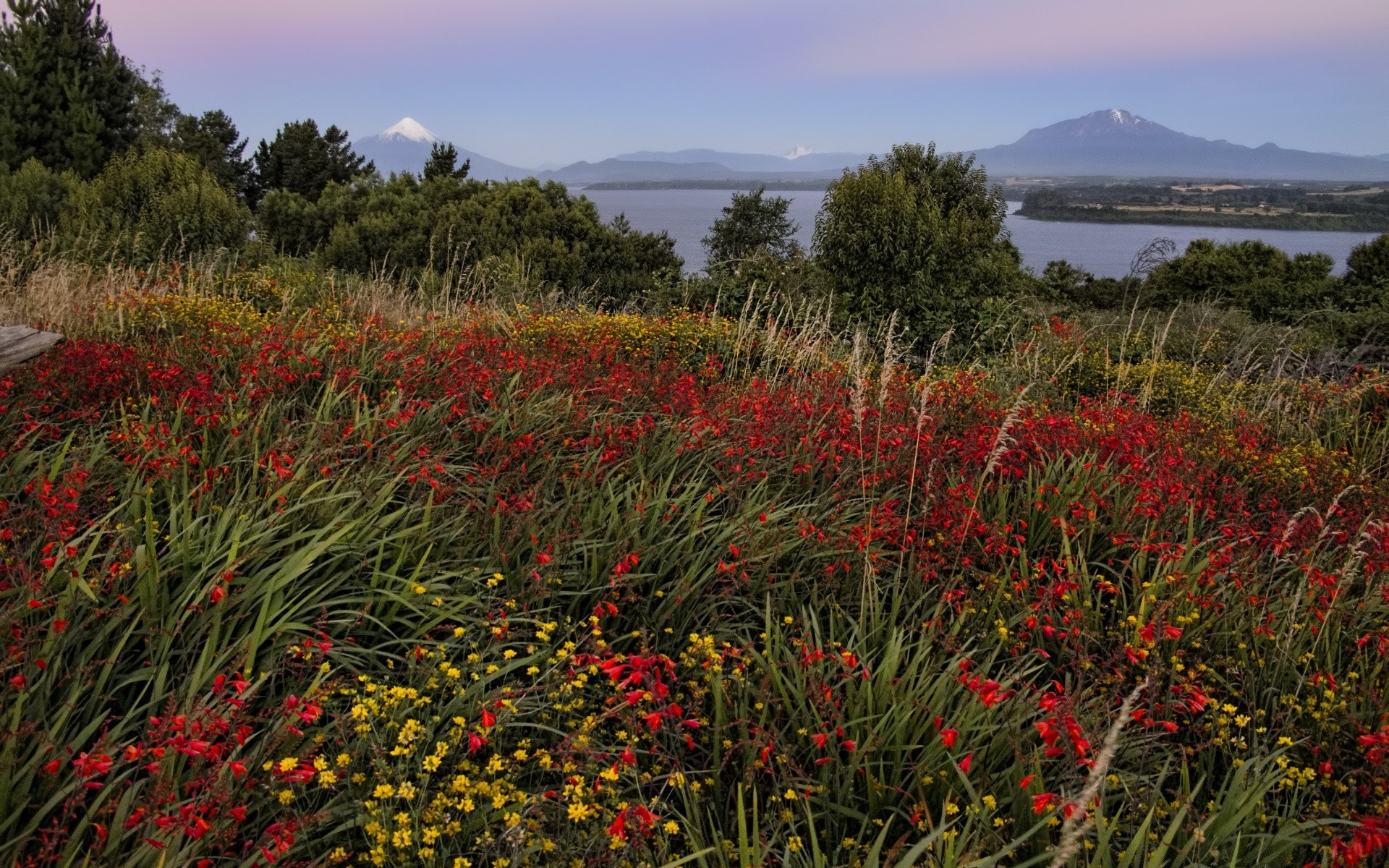 amerika blume natur landschaft im freien feld poppy flora heuhaufen gras sommer landwirtschaft wachstum blühen