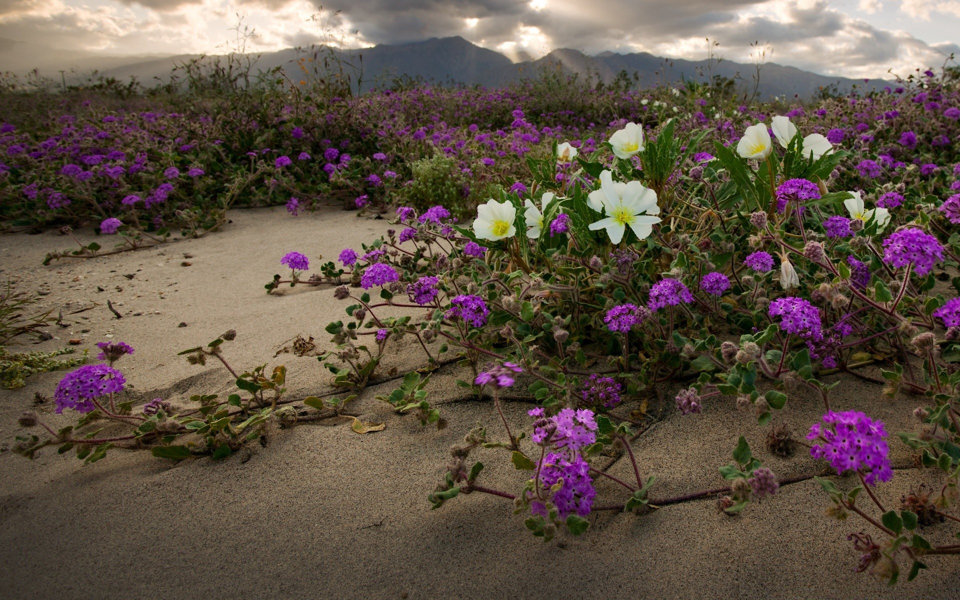 amerika çiçek flora çiçek açan doğa bahçe manzara çiçek yaprak petal yaz renk violet açık havada alan toprak