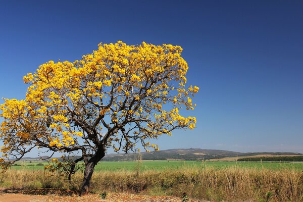 Imagem de uma bela árvore com flores amarelas