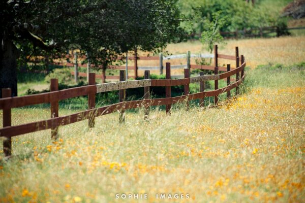 Brown fence on a yellow field