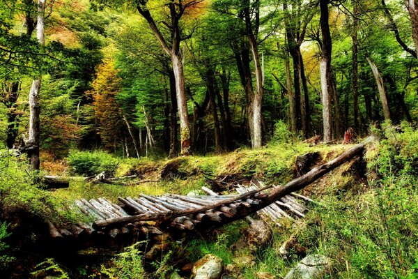 Holzbrücke im dichten Wald