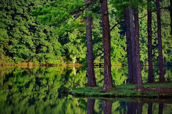 ¿Madera o madera? ¿Quizás el árbol de la vida? Este paisaje sin sentido, nosotros mismos podemos llenar