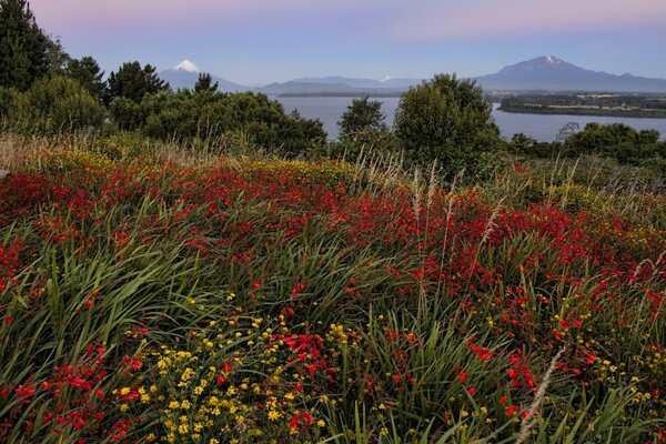 Paysage de nature en plein air