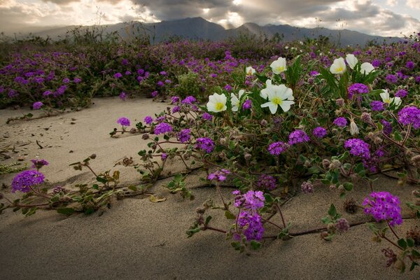 Fiori insoliti sulla sabbia sullo sfondo delle montagne