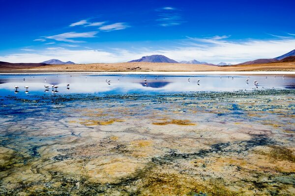 Vögel im Wasser auf einer wunderschönen Landschaft