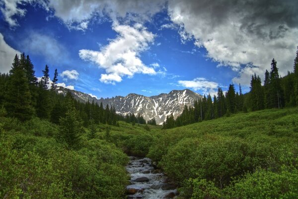 Belles plantes sur fond de montagnes