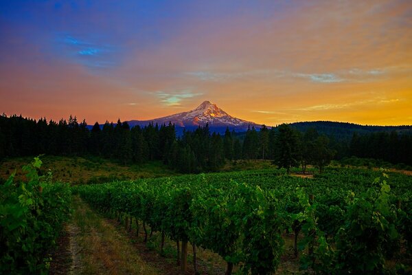 Foto Weinberge und Berg bei Sonnenuntergang