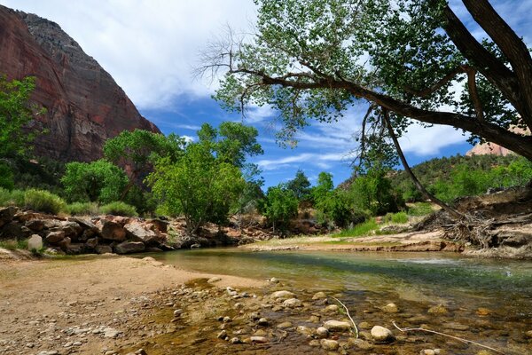 A pond near a tree on the rocks