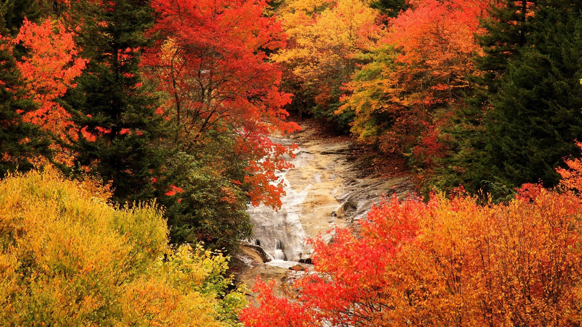 in america autunno foglia di acero albero paesaggio natura parco di legno all aperto stagione scenic ramo paesaggio