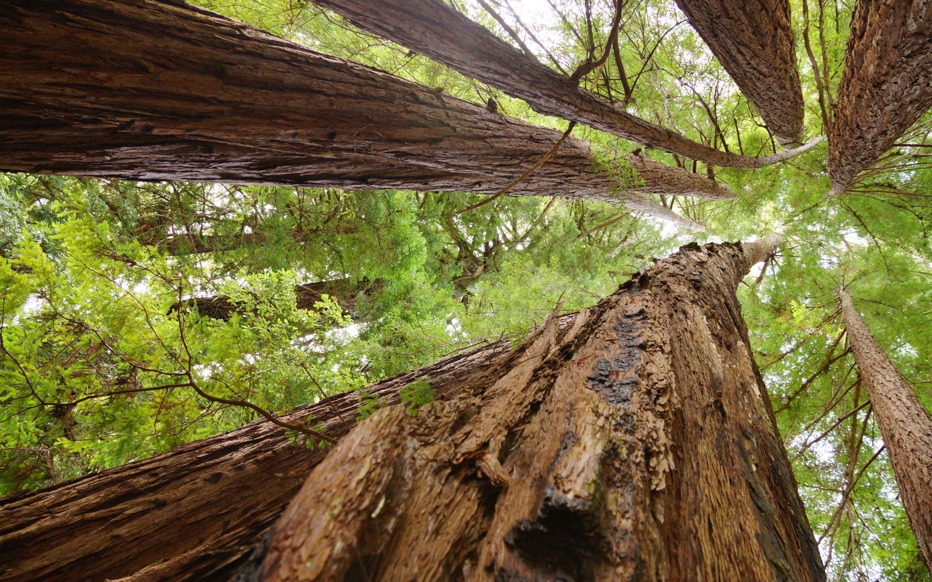 amérique bois bois nature paysage environnement écorce à l extérieur feuille flore séquoia tronc journal lumière du jour conifères parc bureau pin evergreen